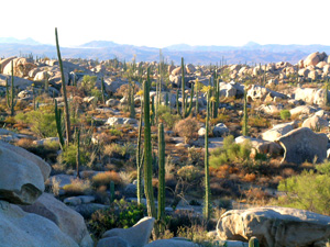 Valle de los Cirios