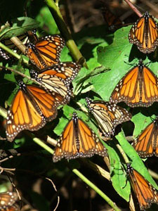 Monarch Butterfly