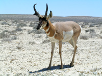 Baja Wildlife