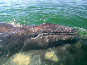 Baby Grey Whale