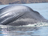 Whales - The Big Three