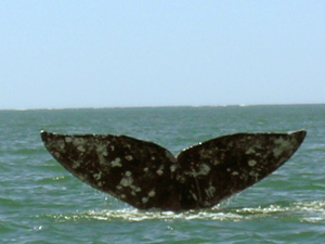 Grey Whale Tail